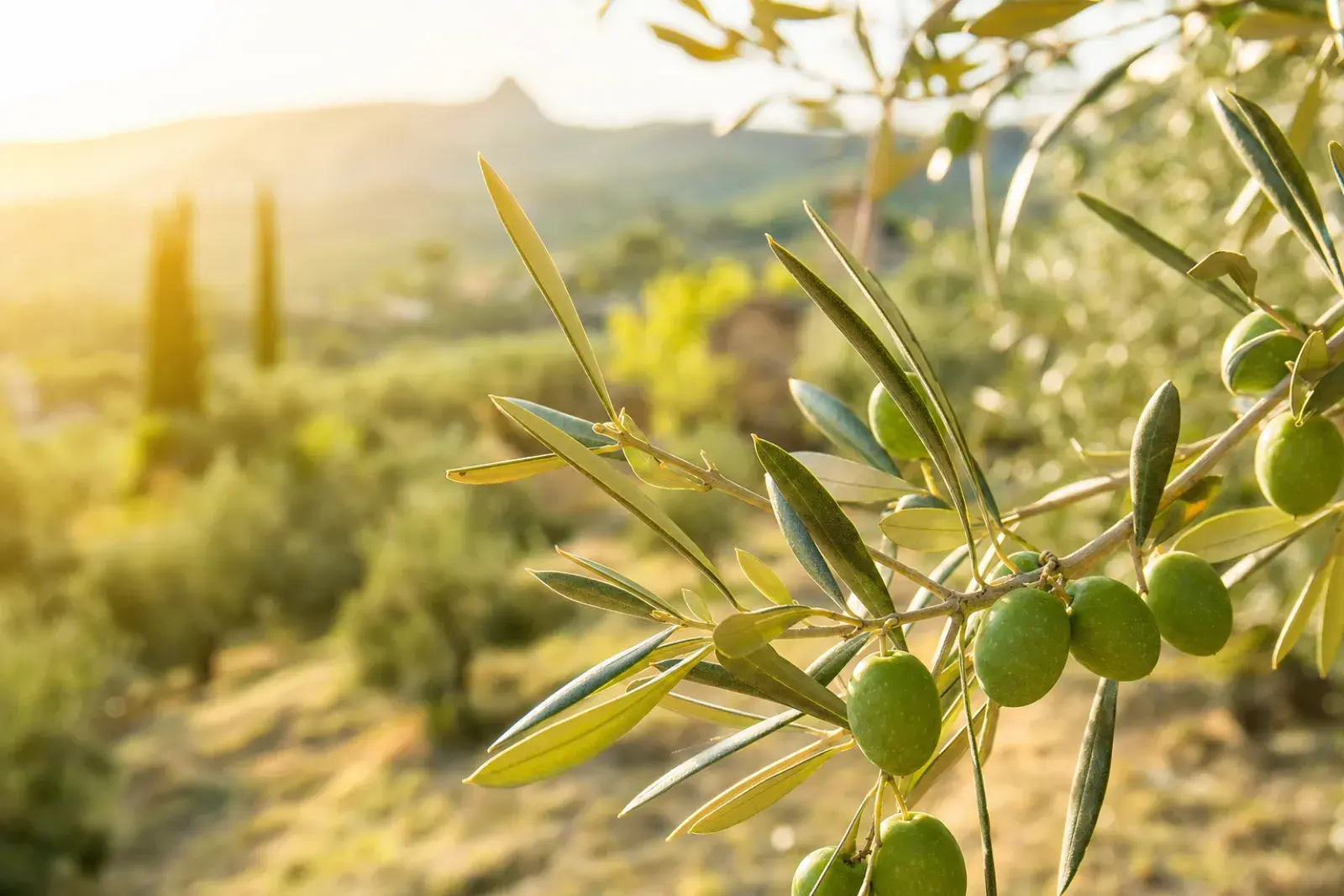 Oliviers de Provence